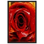 Strawberry Rose Framed Canvas 220 58c45dec-abf1-4a3e-a183-8f773eb81124